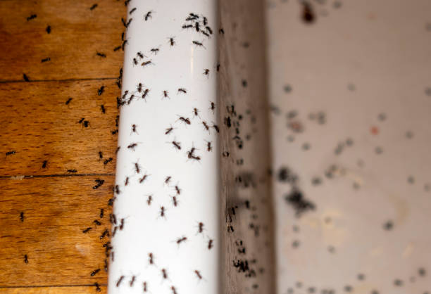 Pest Control for Restaurants in Greencastle, IN